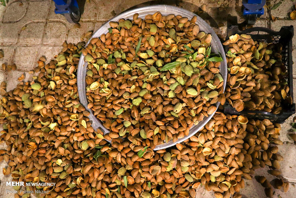 بادام تکانی در سامان