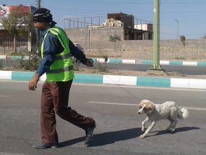 برخورد قانونی با شهرداری‌های خاطی در زمینه کنترل جمعیت سگ‌های بدون‌صاحب