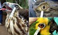 استفاده از اشک پرندگان در درمان بیماری‌های چشمی انسان