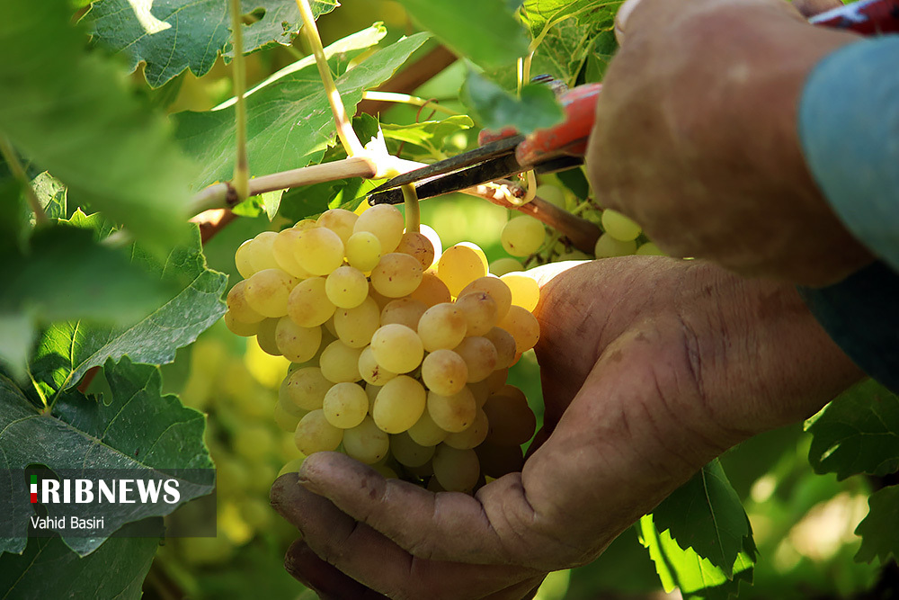 برداشت انگور در قزوین