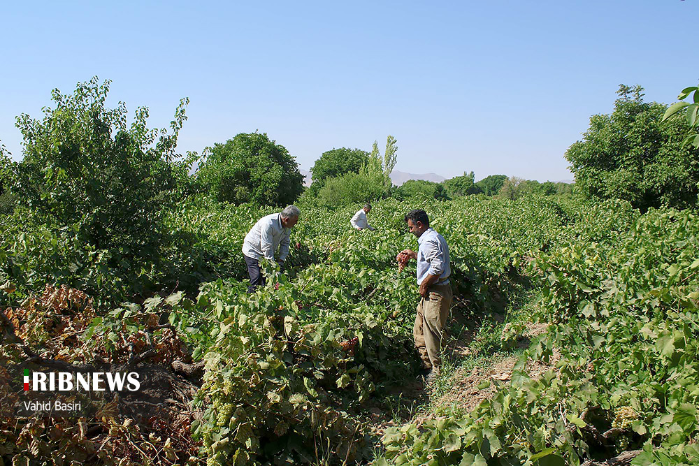 برداشت انگور در قزوین