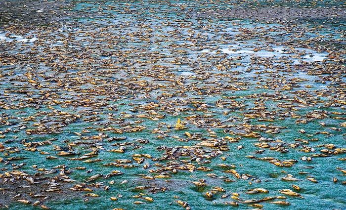 تلف شدن هزاران ماهی در سد سهرین