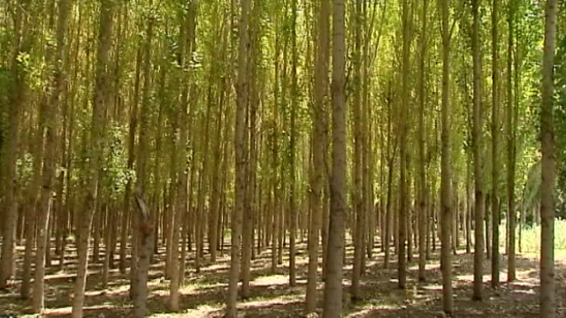 پیگیری مشکلات صنعت چوب در ایران + فیلم