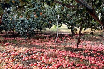 سیب‌هایی که به جای صادرات ضایعات می‌شوند