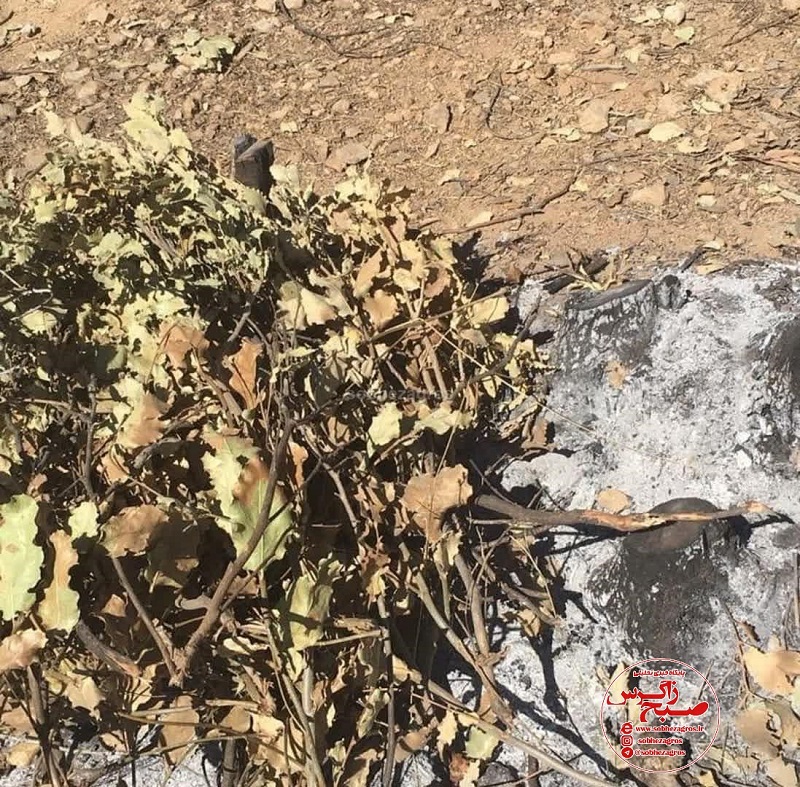 زمین خواران در کمین جنگلهای اطراف یاسوج! زمین خواران در کمین جنگلهای اطراف یاسوج!