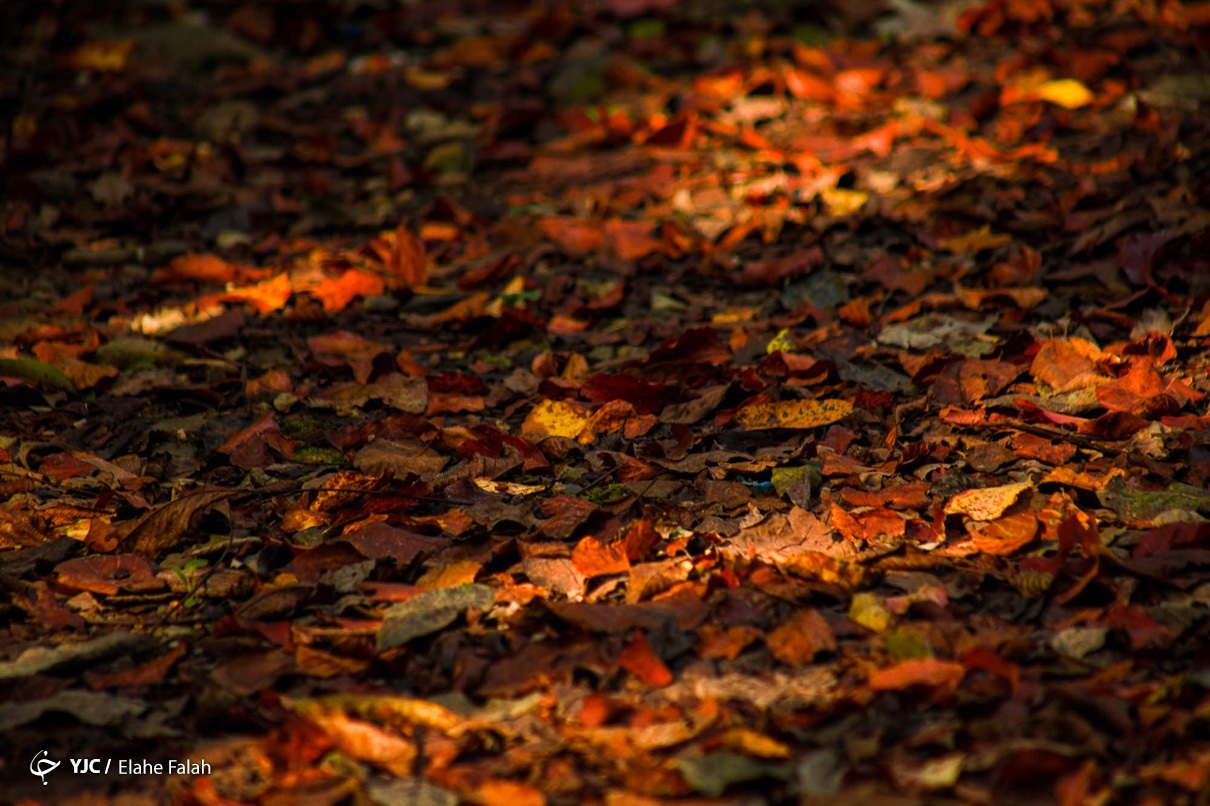 پاییز چشم نواز در جنگل دیلمان