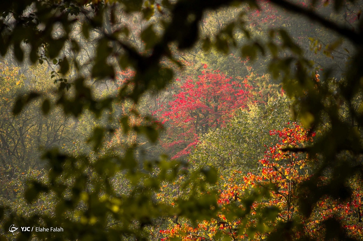 پاییز چشم نواز در جنگل دیلمان