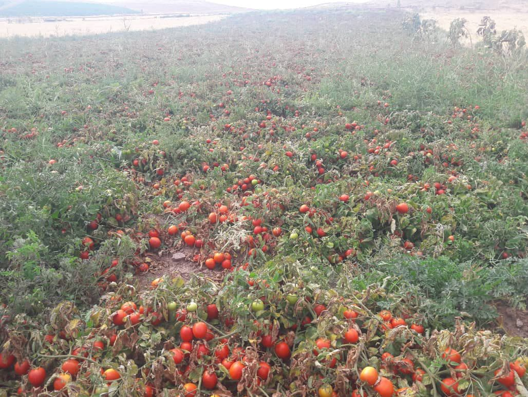 سود ۳۰ هزار تن گوجه در جیب دلالان