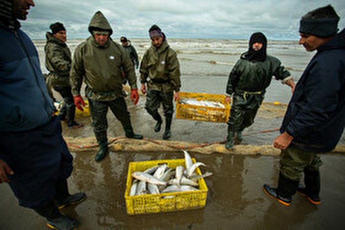 آخرین روز‌های صید ماهی در مازندران