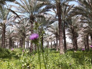 فصل گرده افشانی نخل‌های بوشهر