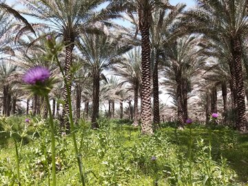 فصل گرده افشانی نخل‌های بوشهر