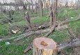 ورود دادستانی سنندج به مسئله قطع درختان