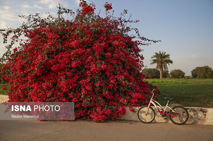 اهواز، شهر گل‌های کاغذی