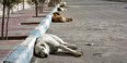 مصیبت پنج هزار سگ بلاصاحب در تهران