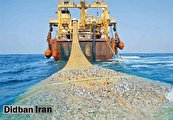 صید «ترال» همچنان خلیج فارس را جارو می‌کند