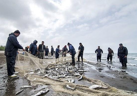 کاهش ۲۳ درصدی صید ماهیان دریای خزر از ابتدای فصل صید تا کنون!