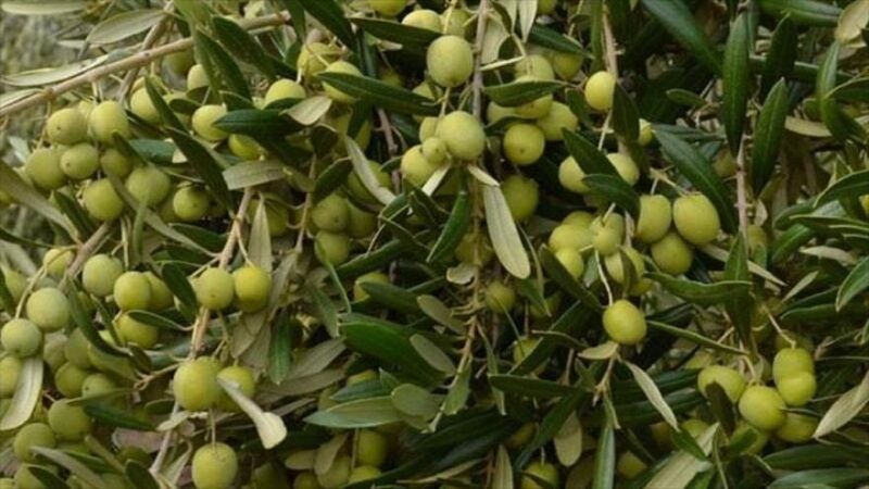 درختان زیتونی که به بار ننشستند و متهمانی که به ریش کشور می‌خندند؟ + زیتون گیت