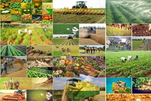 برنامه ۴ ساله وزارت جهاد کشاورزی برای تامین ۵ میلیون تن نهاده دامی با کشت فراسرزمین