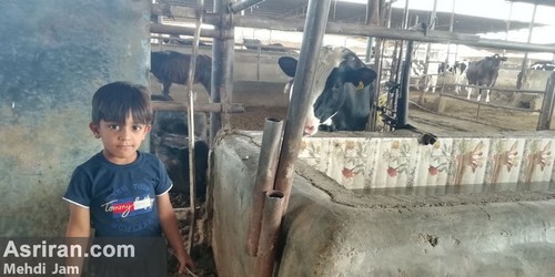 خط در کمین گاومیش ها!