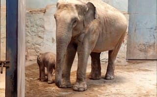 تولد اولین فیل در ایران