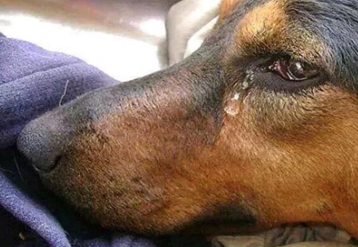 موج اعتراض به سگ کشی در تبریز