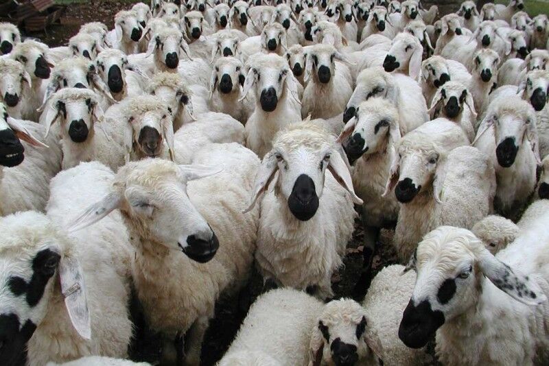 نان خشکی‌های آنلاین
