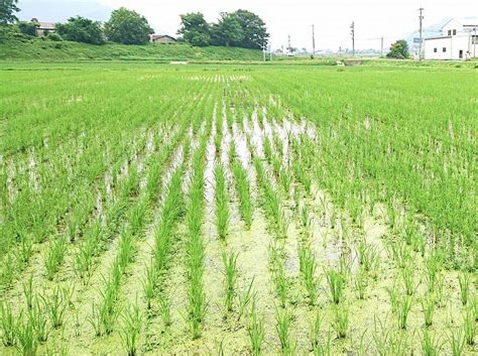 واکنش به آزادسازی کشت برنج دریکی از خشک‌ترین سال‌های آبی