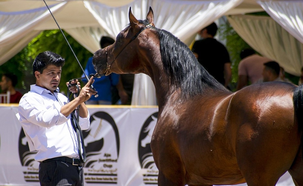 برگزاری جشنواره زیبایی اسب عرب ایرانی