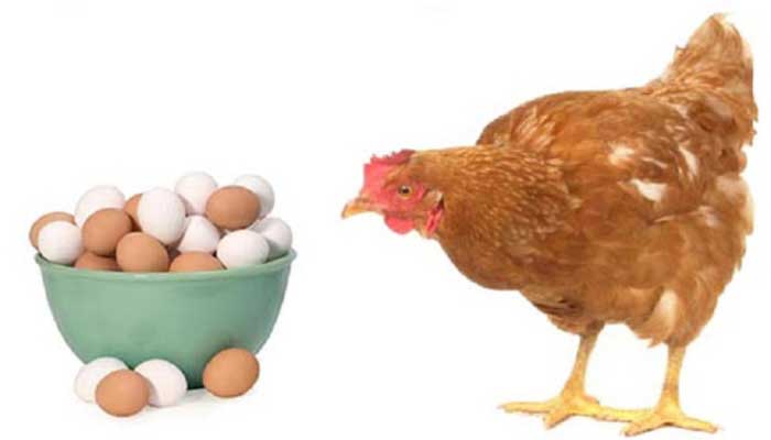 زیان سنگین ۷ هزار تومانی مرغداران در تولید هر کیلوگرم تخم مرغ