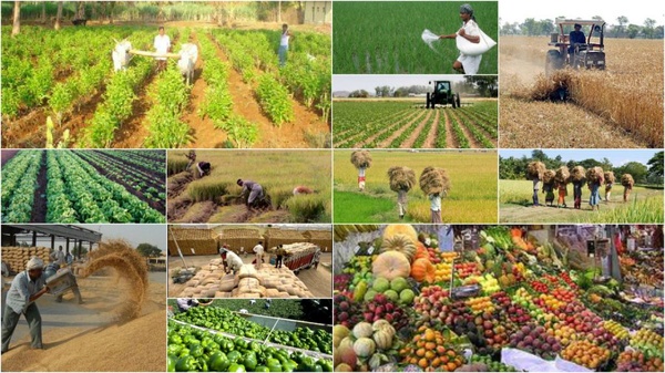 خبرگان کشاورزی باید فراسازمانی فکر کند