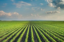 کشاورزی می‌تواند سه برابر نفت درآمد داشته باشد
