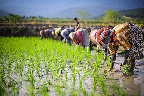 دریافت بودجه فوری برای تنش آبی مازندران