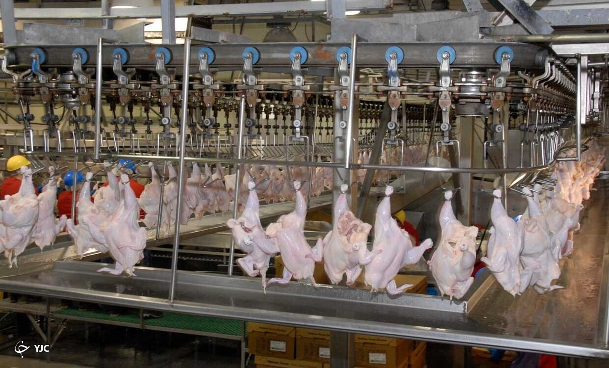قیمت مرغ سرانجام آرام نگرفت