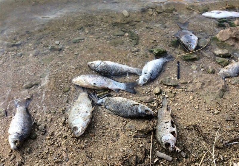 مرگ مشکوک ماهیان قنات جهانی حسن‌آباد یزد