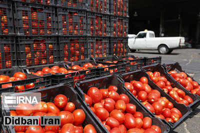 افزایش قیمت گوجه به علت کم‌آبی
