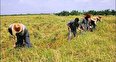 طرح‌های قراردای کشاورزی برای حمایت از کشاورزان