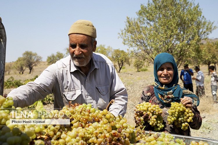 برداشت انگور در روستای بهارستان سبزوار