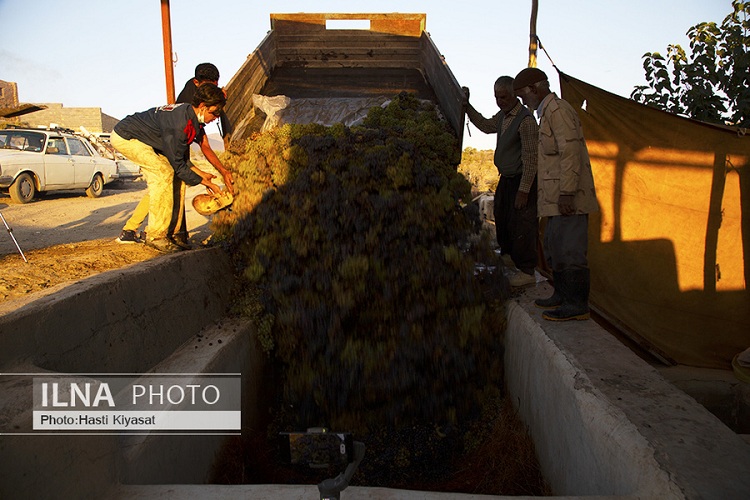 برداشت انگور در روستای بهارستان سبزوار