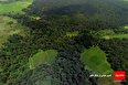 غارت جنگل هیرکانی فتاتو در سکوت مسئولان گیلان