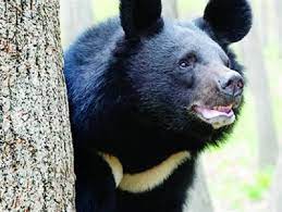 چرا به وضعیت خرس سیاه بلوچی رسیدگی نشد؟