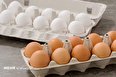 مرغداران خواستار اعلام قیمت جدید تخم مرغ هستند