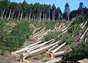 تخریب جنگل‌های نوار مرزی پارس آباد و سکوت اداره منابع طبیعی