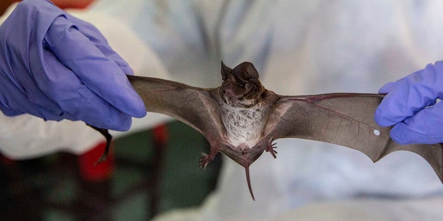 مخالفت چین با درخواست سازمان جهانی بهداشت برای انجام تحقیقات در غار‌های خفاش
