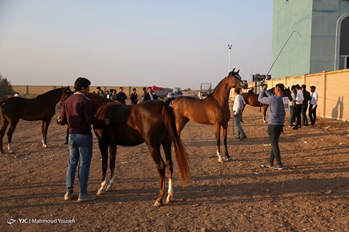 مسابقات زیبایی اسب اصیل عرب - یزد