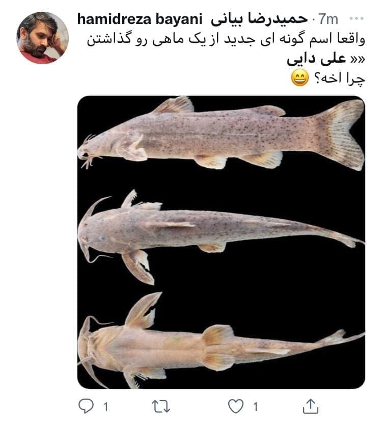 چرا یک گونه ماهی به نام علی دایی نامگذاری شد؟