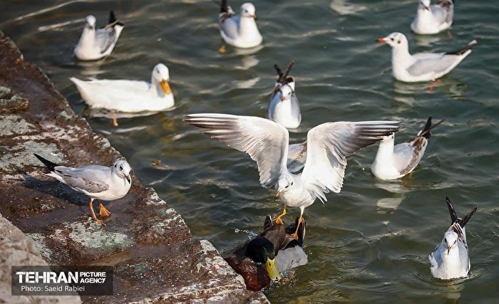 مهمانان پروازی دریاچه چیتگر در زمستان