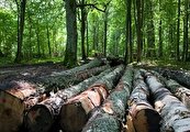 نابودی جنگل با فعالیت کارخانجات سلولزی که غالبا غیرمجازند