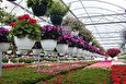 چابکسر پایتخت تولید گل و گیاهان زینتی