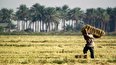 نگرانی‌ها از بروز بحران کمبود گندم و غله در عراق و احتمالا افزایش قاچاق گندم و آرد از مرزهای غربی کشور