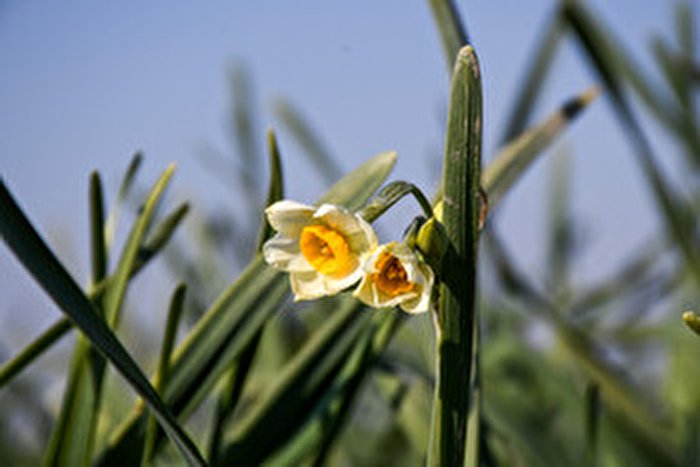 باغ گل نرگس آزادشهر-گلستان